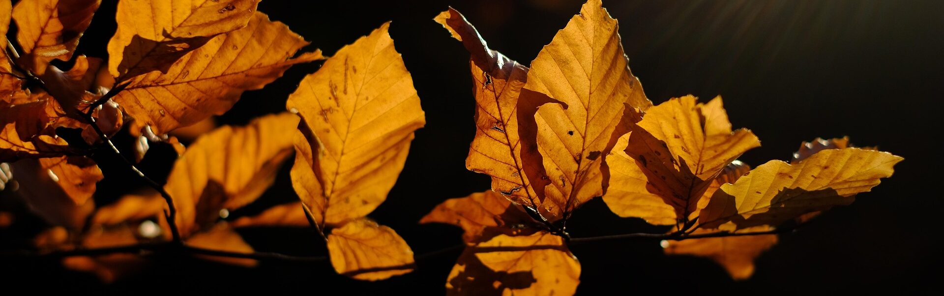 Read more about the article Lokakuu 25 – Sisulla eteenpäin